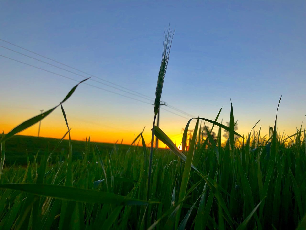 Cultivo De Trigo Na Regiao Oeste Do Parana