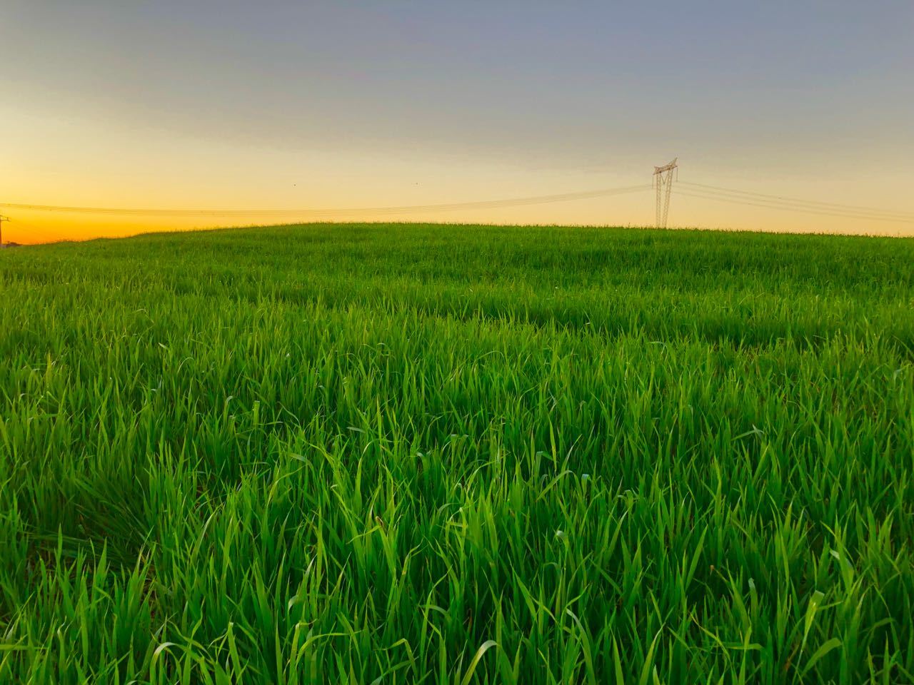 Cultivo De Trigo Na Regiao Oeste Do Parana