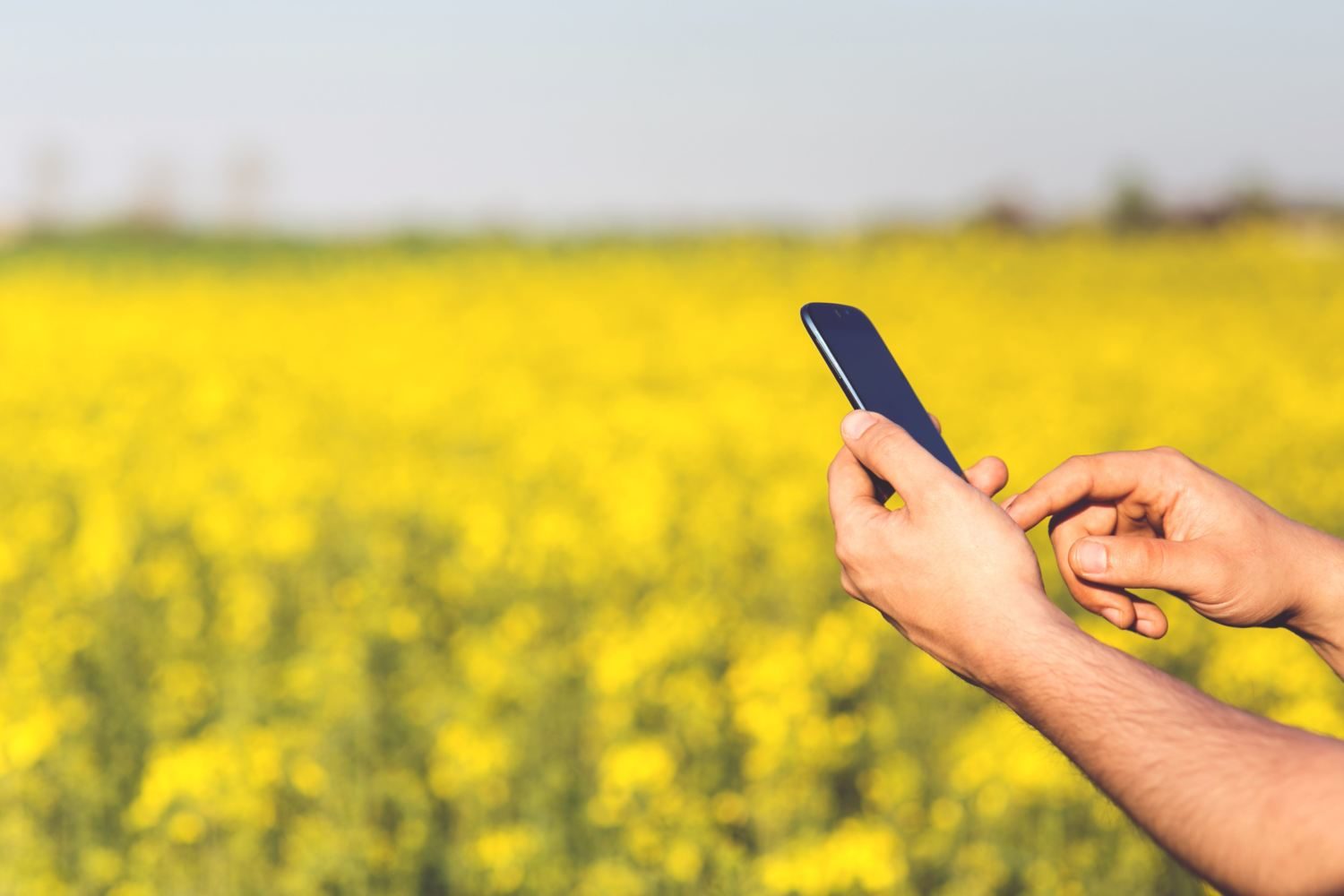 pessoa usando o celular no campo