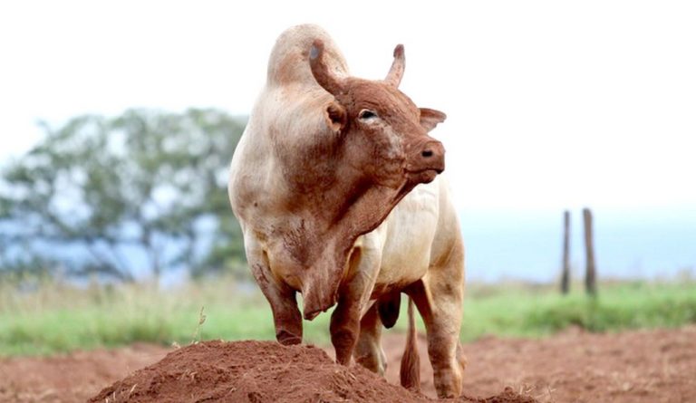 Morre Agressivo Um Dos Maiores Touros De Rodeio Do Pa S Comprerural