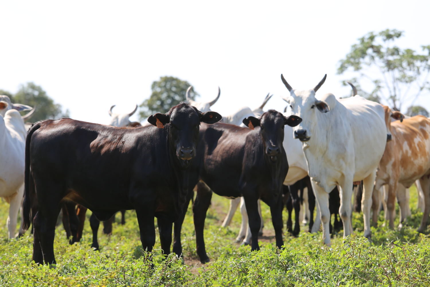 Rebanho da Nova Piratininga está sendo monitorado pela equipe da Semex