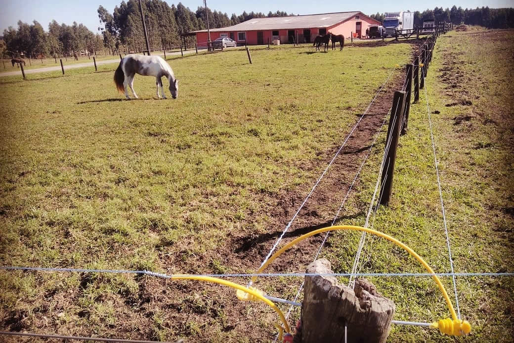 Fio de energia cai e mata cavalo em área rural de Itaporanga