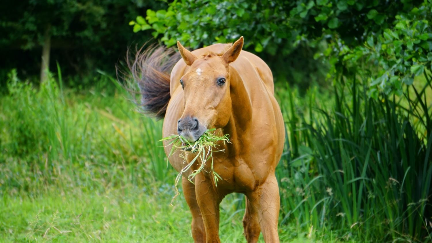 Conheça 4 plantas venenosas para o seu cavalo - Organnact