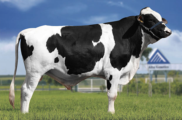Gold Goldwyn RPM da Santo Antônio