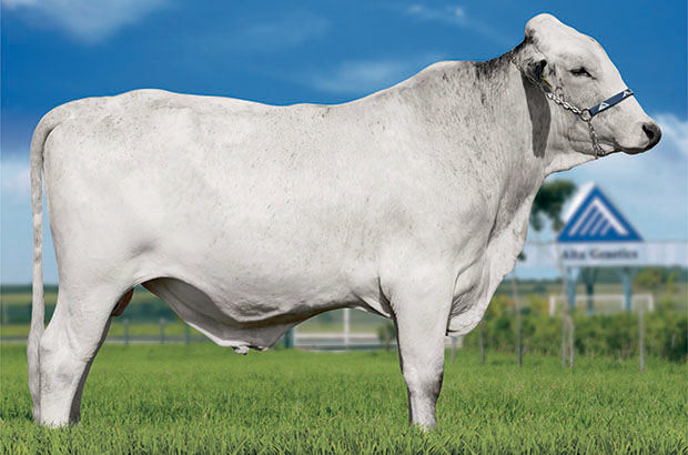 Jagunço IV FIV Shottle Alegre