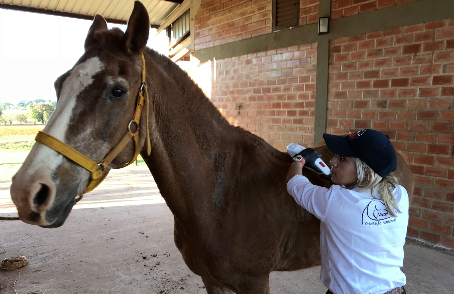 Meu cavalo precisa de alimentação especial? — CompreRural