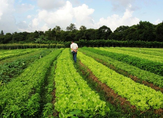 Agroecologia e produção orgânica