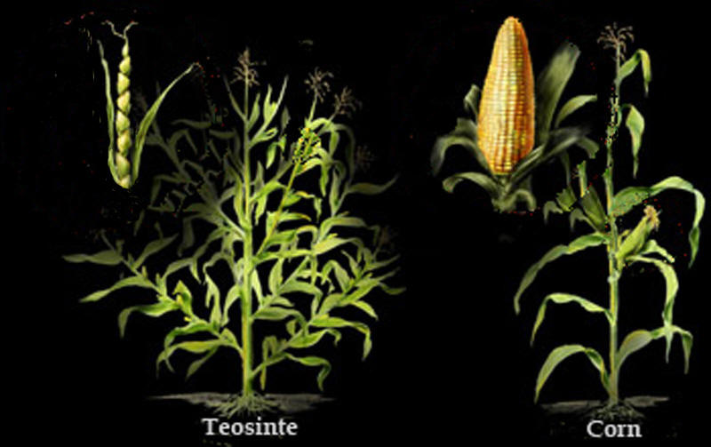 Teosinte