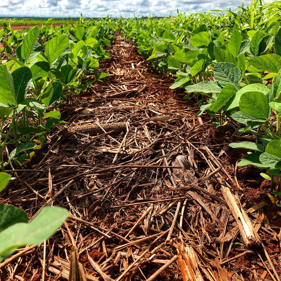 soja-plantada-lavoura com plantio direto palhada