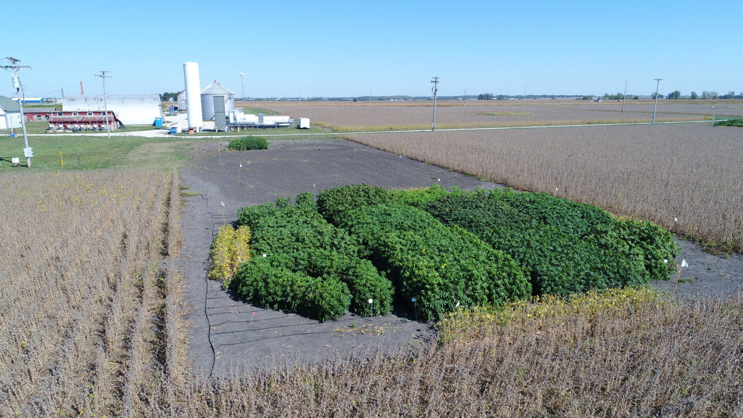 Cientistas-estimulam-crescimento-de-plantas-em-40-porcento