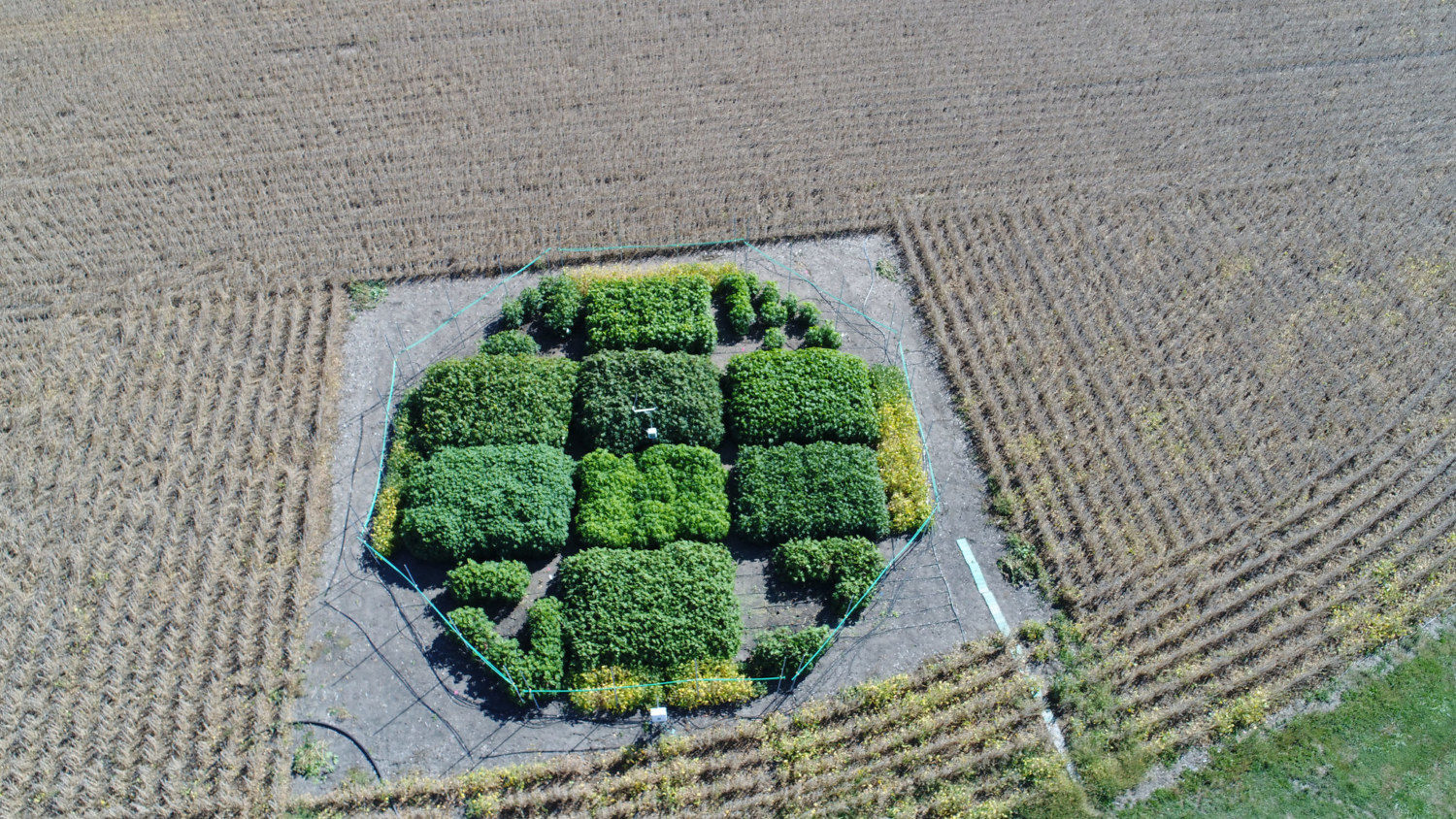 Cientistas-estimulam-crescimento-de-plantas-em-40-porcento