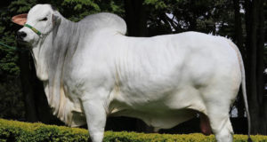 RIMA-FIV-MAGISTRADO-Campeao-Touro-Jovem-da-84-EXPOZEBU