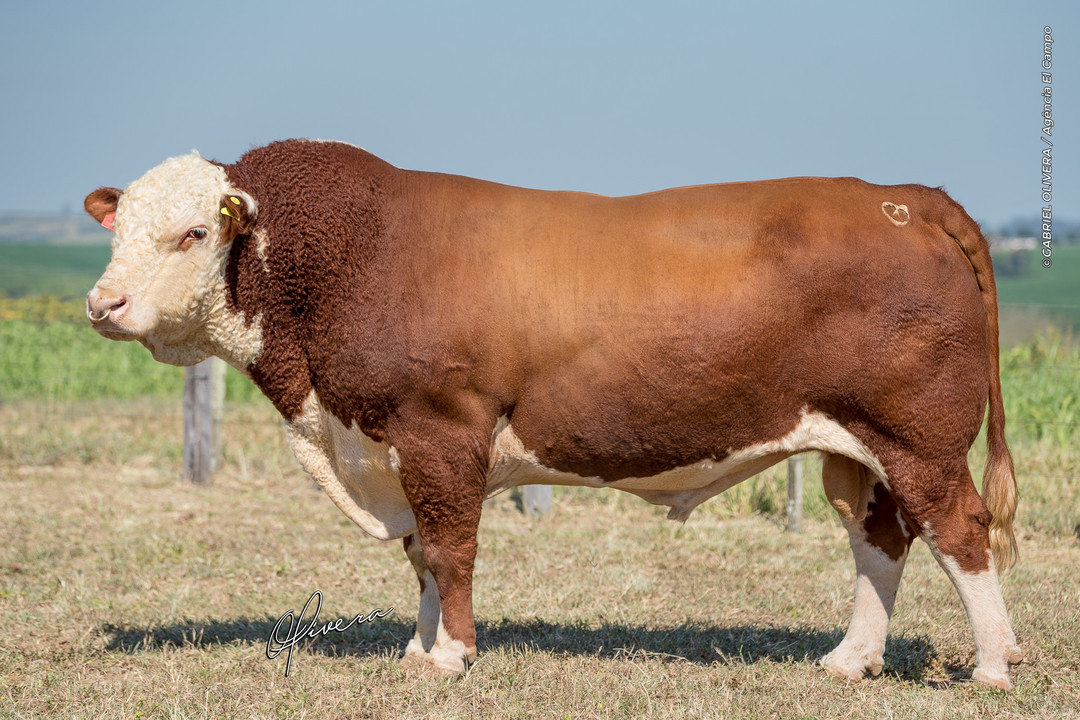 Venda de touros POLLED HEREFORD