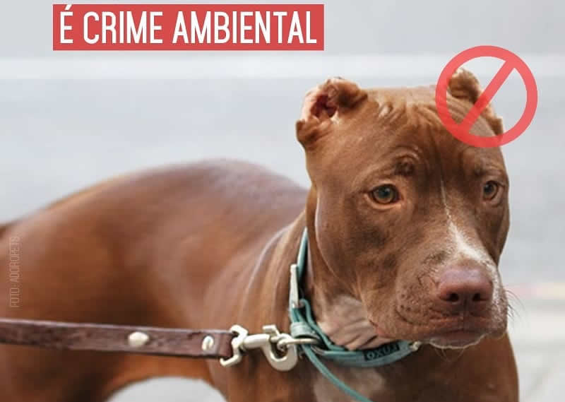 Corte-estetico-de-cauda-e-orelha-de-animais-crime-ambiental