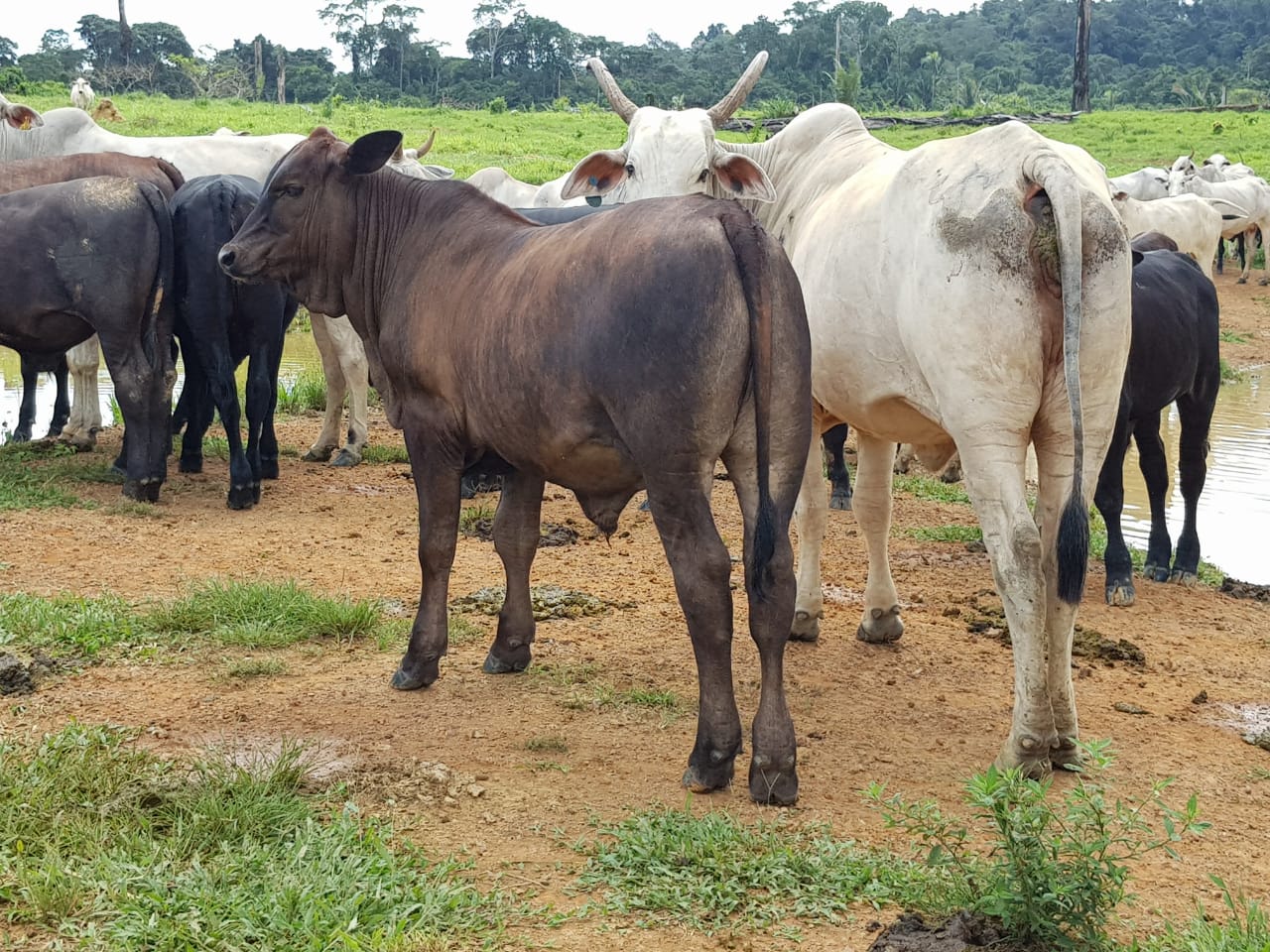 Fazenda Espora de Prata