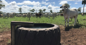 agua-de-qualidade-na-pecuaria-deve-ter-protocolo-1