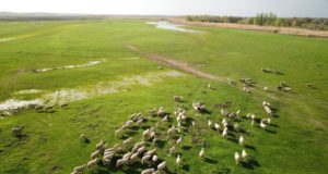 bigstock-Aerial-View-Of-Grazing-Sheep-F-236516716