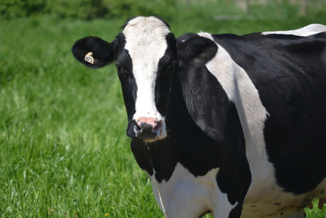 Conheça as grandes campeãs nacionais do gado Holandês - Compre Rural