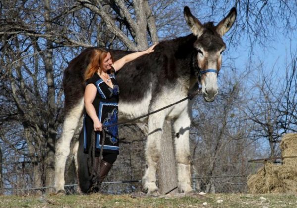 Gigantes! Conheça Os Maiores Burros Do Mundo — CompreRural