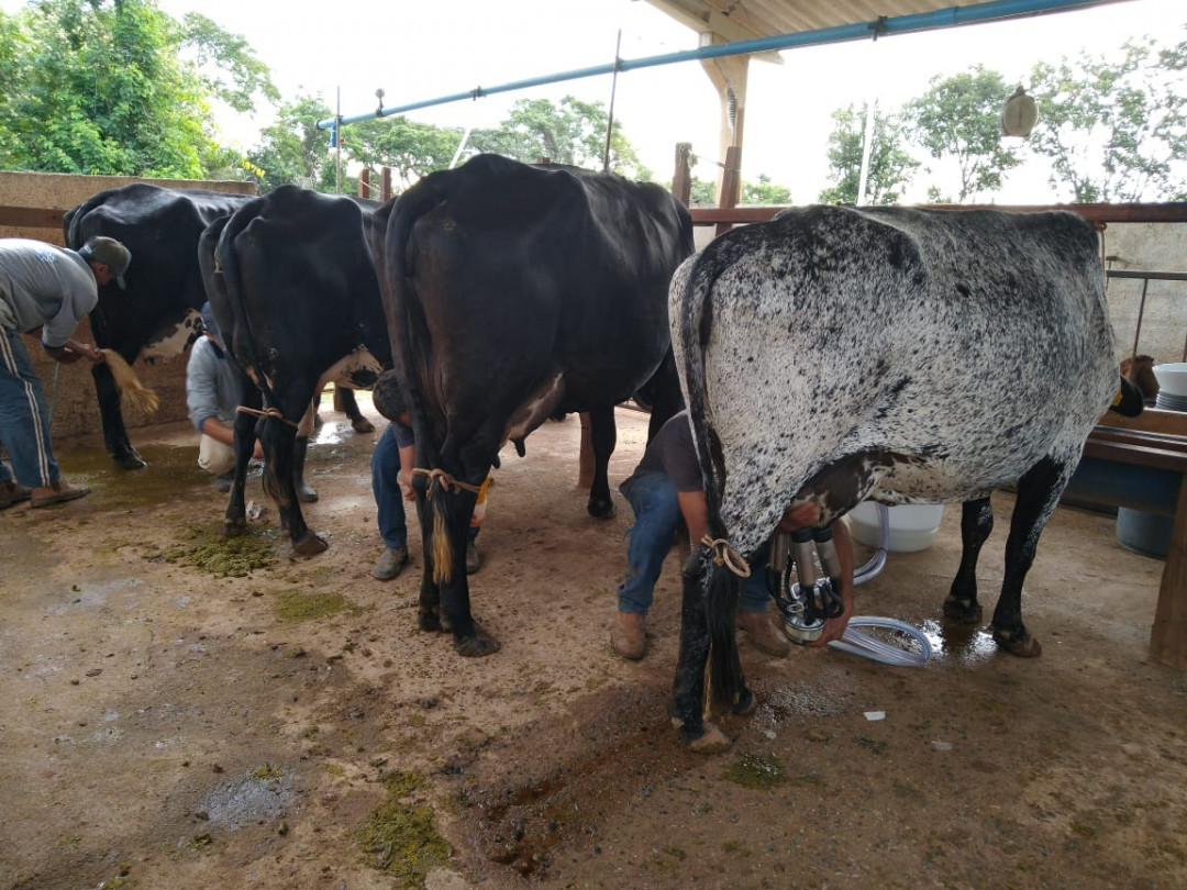 gir e girolando leite minas gerais