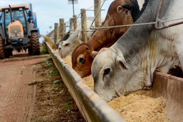 Dieta Ideal Para Usar No Confinamento Compre Rural