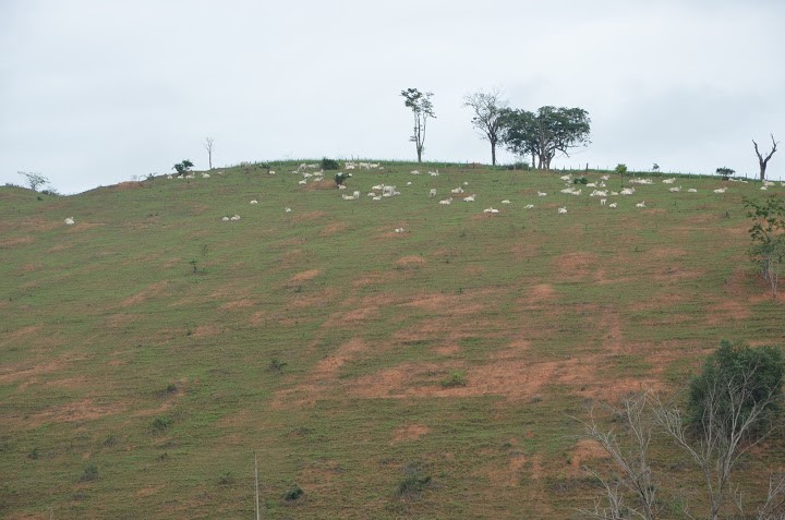 producao-pasto-altitude-declividade-seca-diferimento