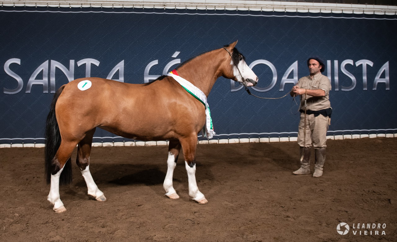 Cabanha La Madre: O Cavalo Crioulo - Investimento em ascensão