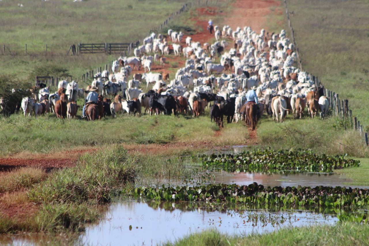 Com 2º maior rebanho bovino do Brasil, Pará quer identificar 100% dos animais