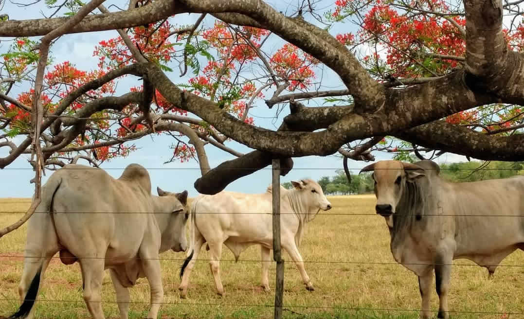 gado nelore fazenda periquitos