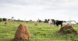 pastagem com cupim e vaca de leite pastando