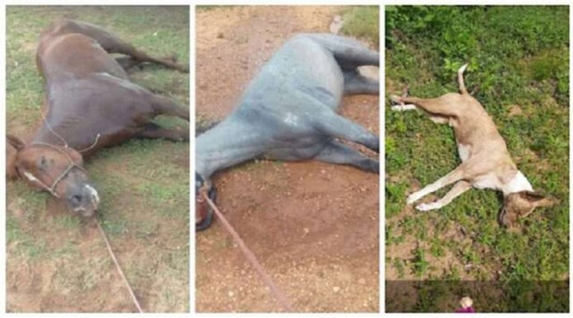 Abelhas matam cavalo em Cerro Largo