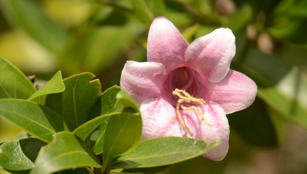 Canela De Ema Planta Para Que Serve Quinina A Planta Que Cura Compre Rural