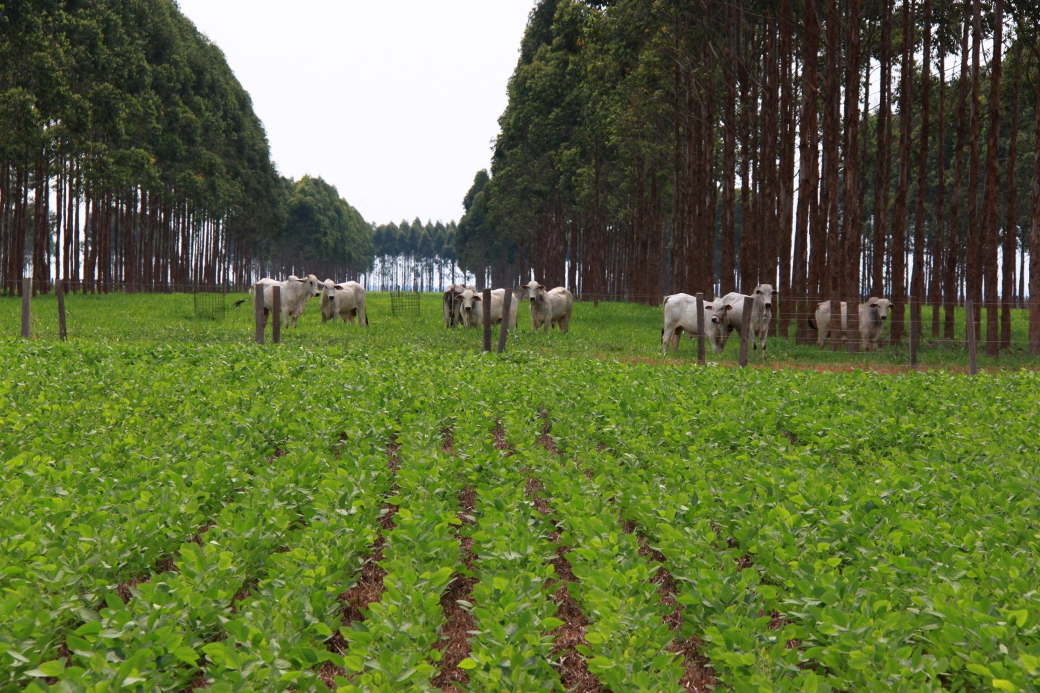 Pecuária de corte em sistema ILPF -soja -floresta e gado