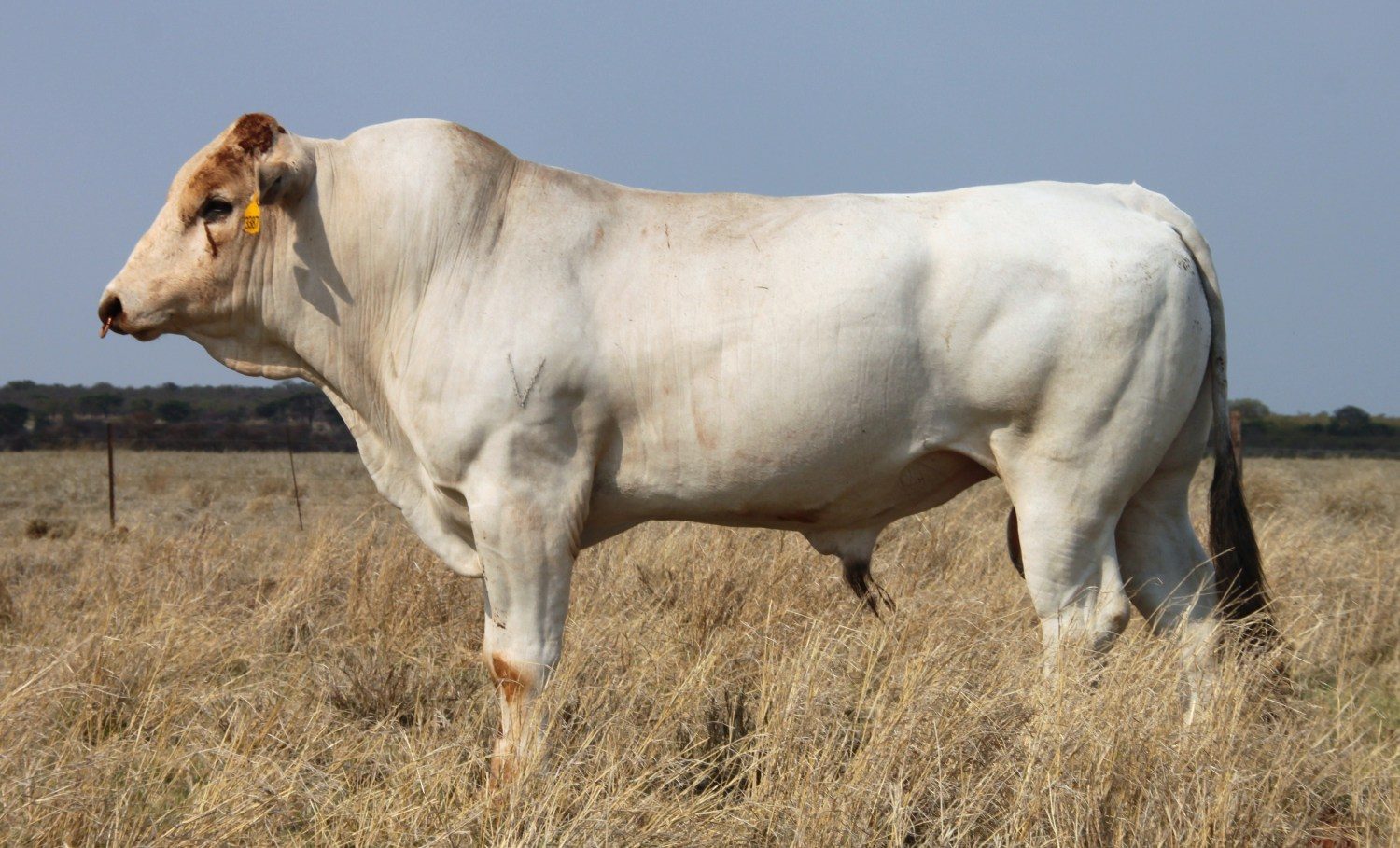 maior raça bovina do mundo