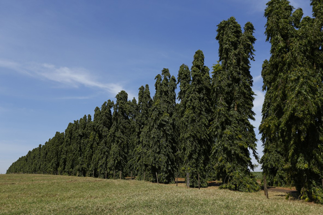 chapolla arvore simbolo do nelorista