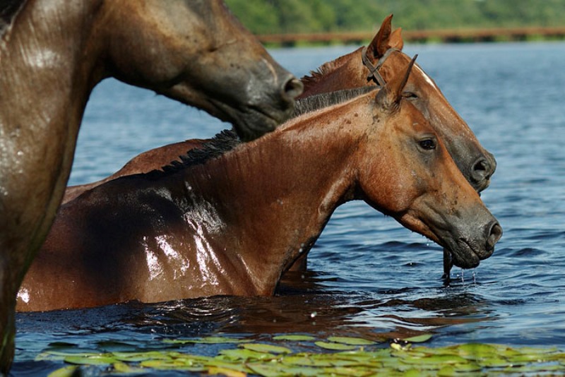 Conheça o Cavalo Pantaneiro, rústico e versátil - CompreRural