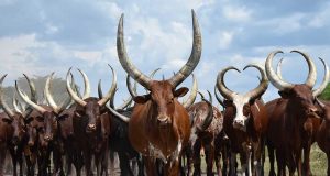 gado africano ankole watusi 4