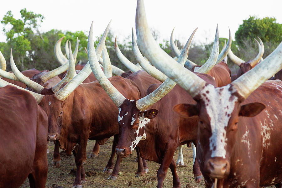 gado africano ankole watusi 4