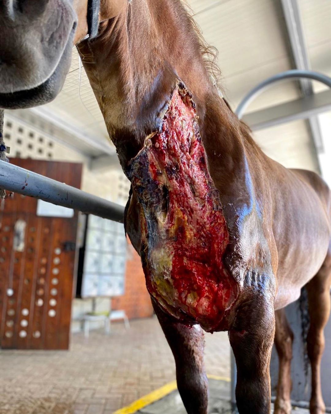 Carne de cavalo é permitida no Brasil? Faz mal? Tire dúvidas, Agronegócios