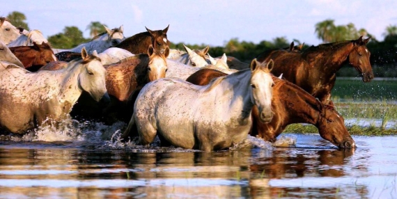 Corumbá MS cavalos cavalos pantaneiro fazenda fazenda no Pantanal Criação  de cavalos Pantaneiro Corumbá Mato Grosso do Sul Brasil Centro oeste Stock  Photo - Alamy