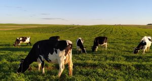 vacas leiteiras pastando no rio grande do sul