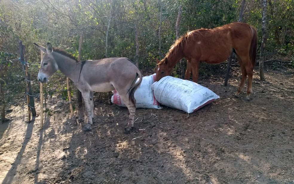 Polícia fecha abatedouro clandestino de cavalos que abastecia açougue em MG