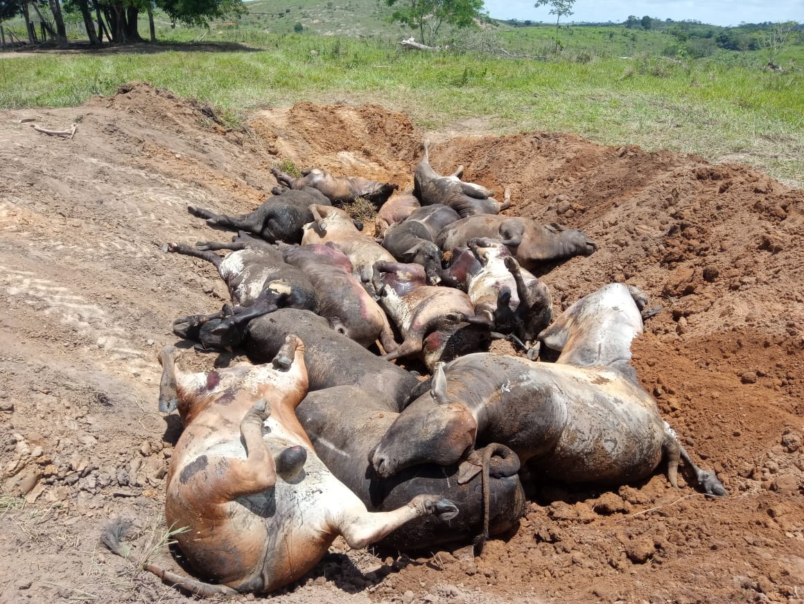 Capim mata cavalos e pode causar prejuízos - CompreRural