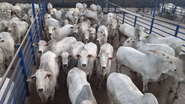 Maior etapa do Nelore de Qualidade 2020 acontece no Mato Grosso - Compre  Rural