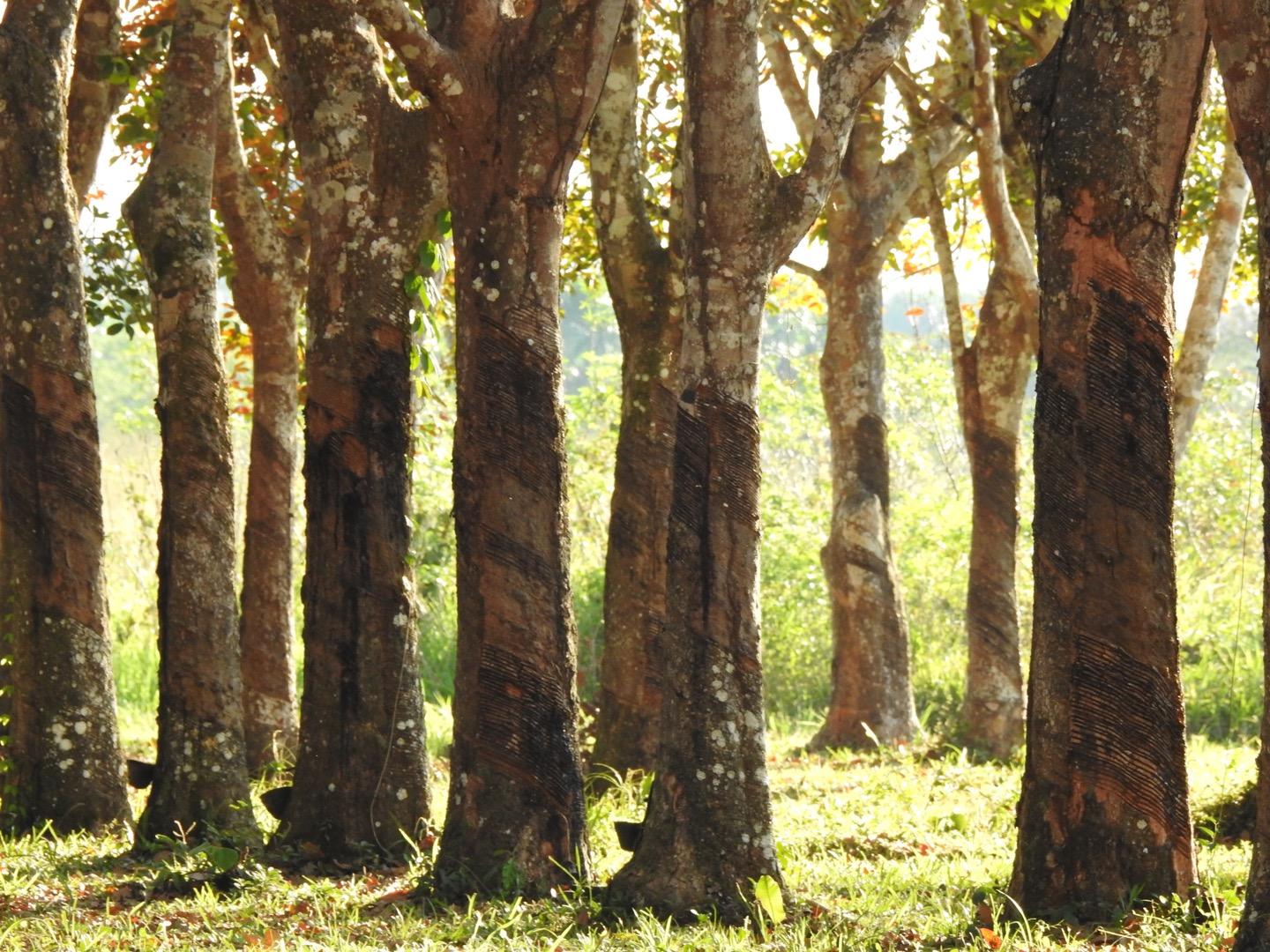 Seringueira --Hevea brasiliensis