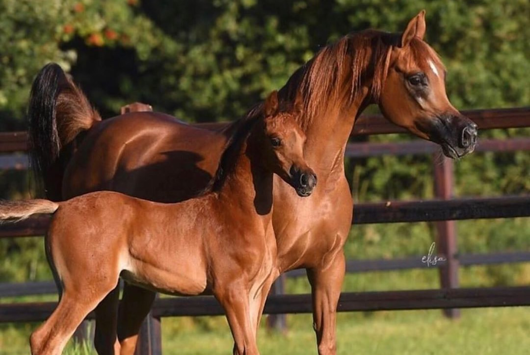 raça de cavalo mais antiga do mundo