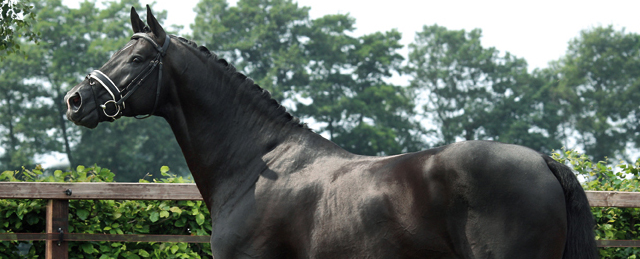 Cavalo mais caro que Ferrari vence três categorias em exposição de Belo  Horizonte, Minas Gerais