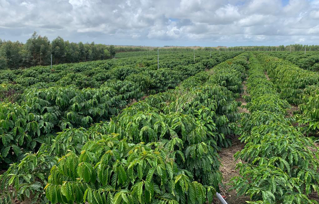 Produtor de café conilon do Brasil tenta recuperar mercado