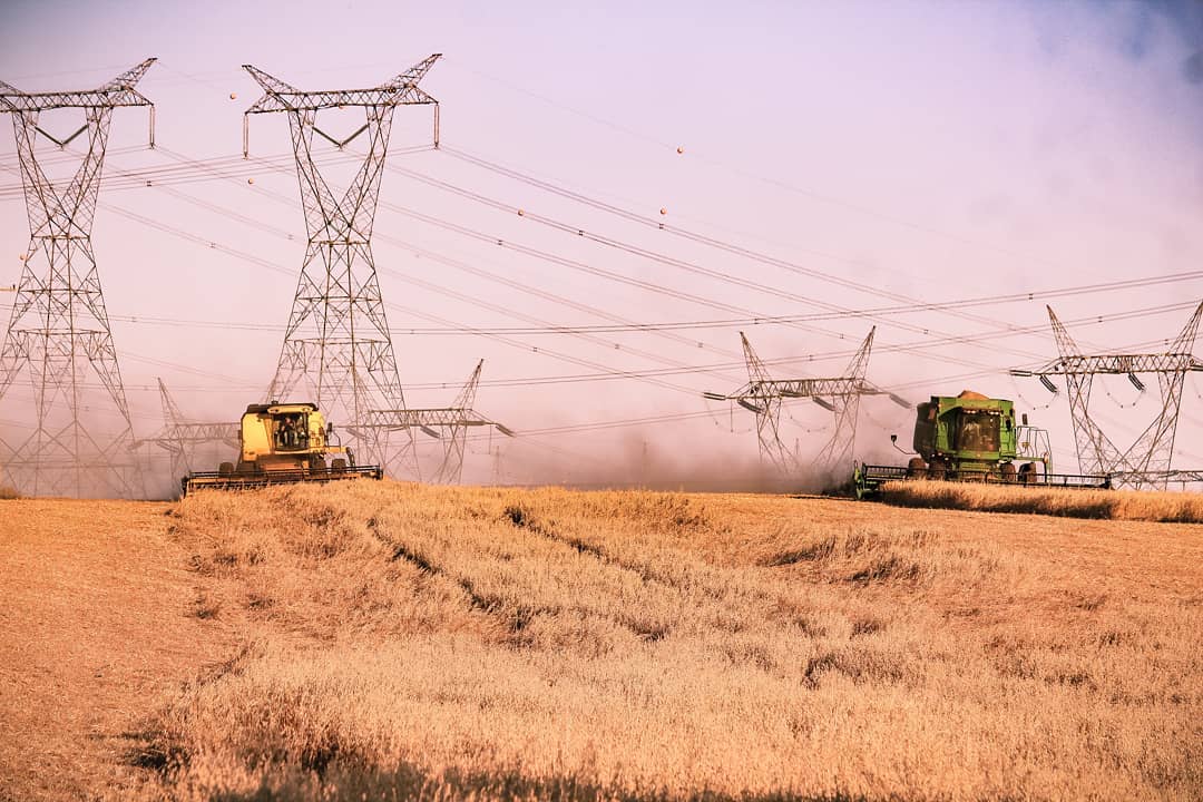 colheitadeiras colhendo aveia com torres de energia ao fundo