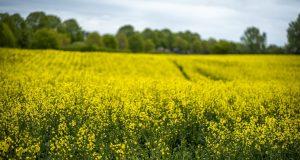 Brasil exporta tecnologia de plantio mais eficiente de canola